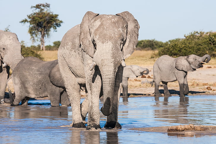 group of elephants on body of water