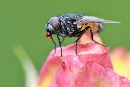 hoverfly perched on pink flower petal selective focus photography