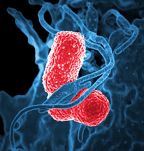 blue and red parasite illustration