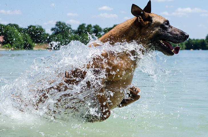 adult tan German shepherd running on body of water on focus photo