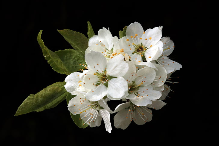 closeup photo of white petal flower