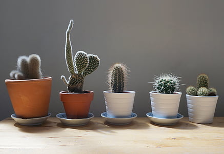 five green cacti align to each other