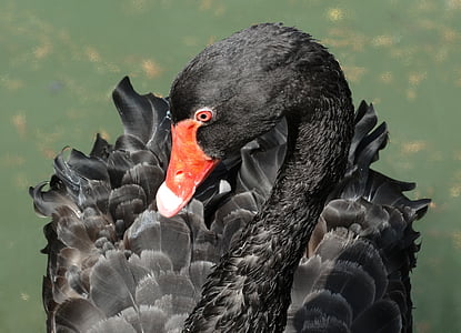 black swan floating