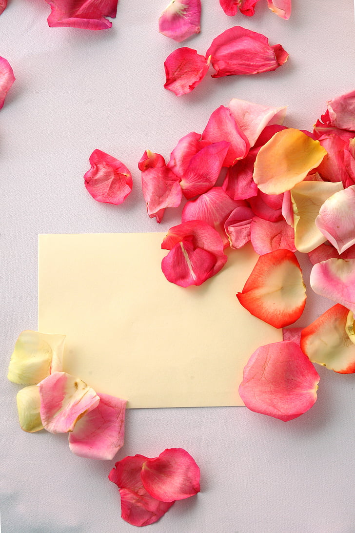 yellow printing paper surround pink flower petals
