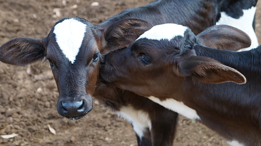 selective focus photography of dairy calf