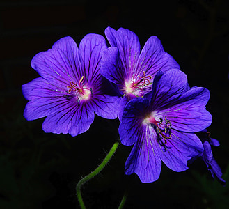 purple petaled flowers close-up photo