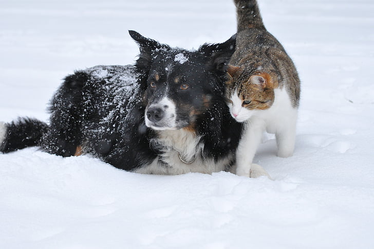 medium long-coated black and white dog and white and brown tabby cat in snow land