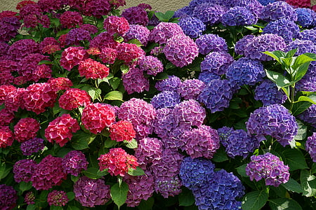 purple, red, and blue flowering plants