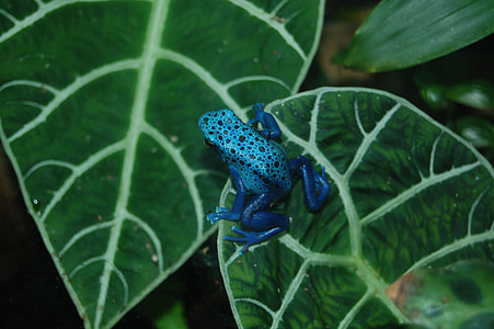 blue and teal frog on leaf