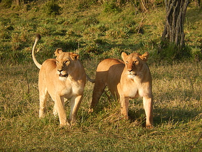 two brown lioness walking on green grass during daytime