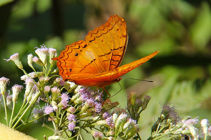 selective focus photo of orange fritillary butterfly perching on purple flower at daytime