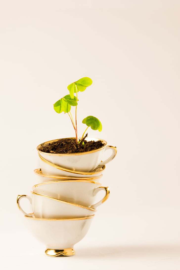 green leaf plant on white ceramic teacups