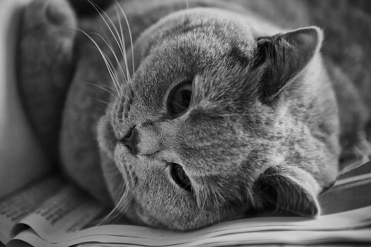 grayscale photography of cat lying on printer paper