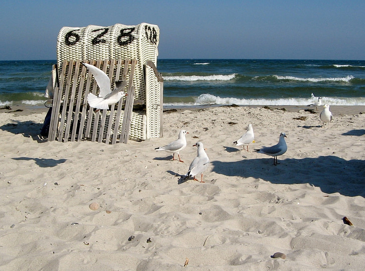 seagulls at sea shore