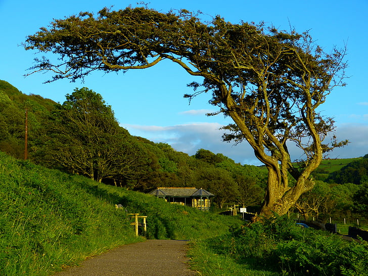 landscape photo of tree