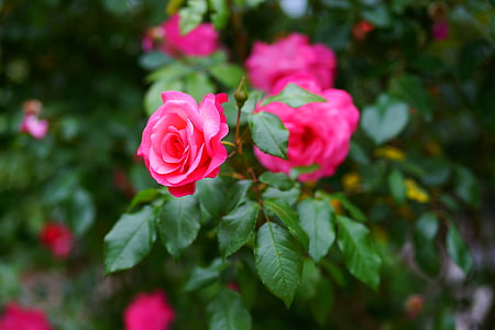 selective focus photography of pink roses