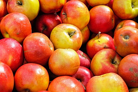 photograph of bunch of Apple fruits