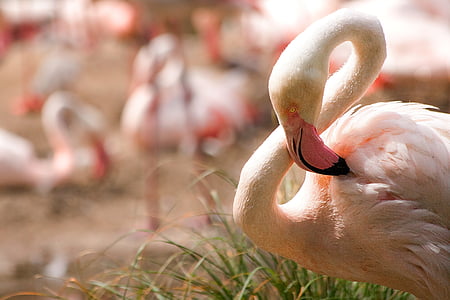 depth of field photography of flamingo cleaning its feathers