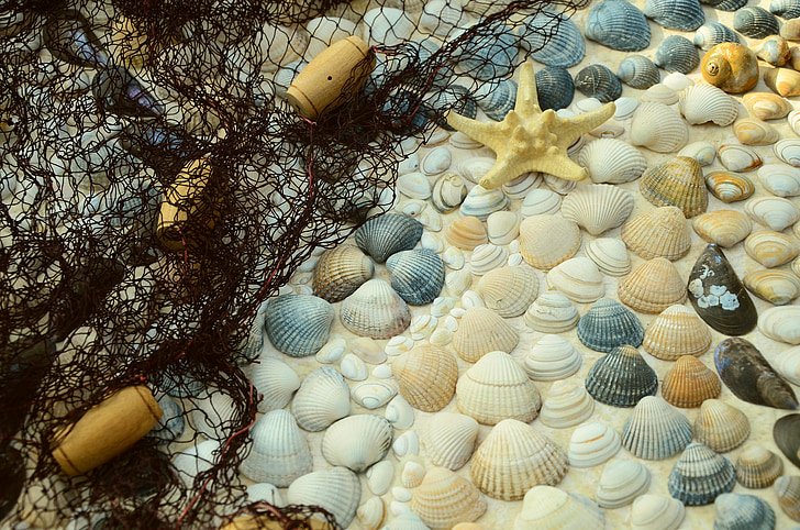 close up photo of starfish and seashells