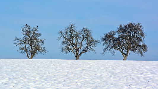 three green trees on snow covered ground