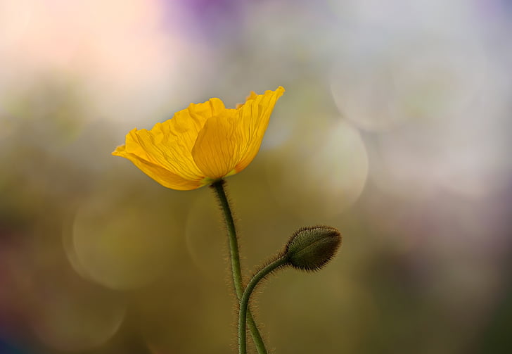 shallow focus photography of yellow poppy