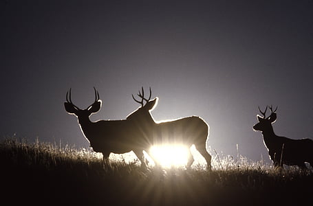 silhouette photo of three deers