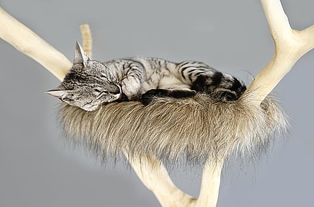 gray bullseye cat sleeping on gray nest