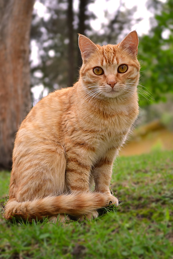 orange tabby cat sitting on green grasses selective focus photo