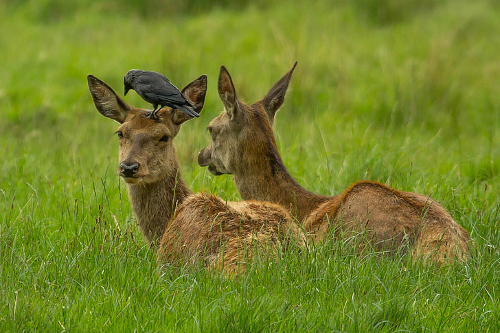 wildlife photography of deer with black crow on top