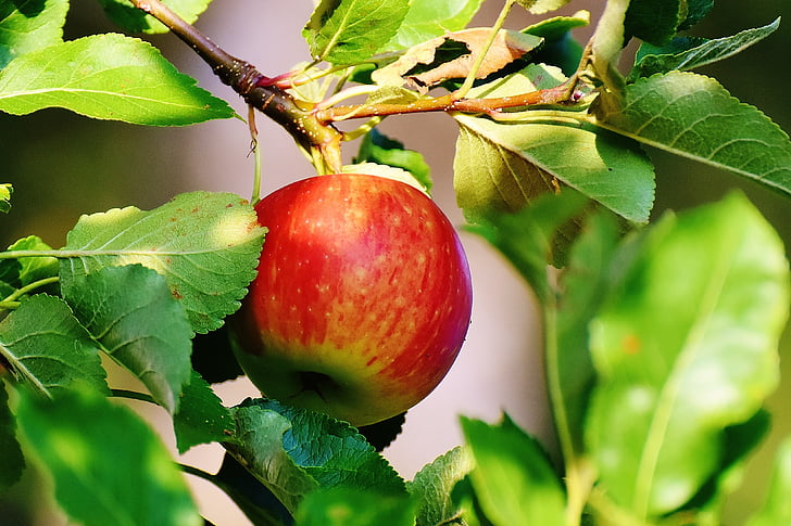 close-up photo of red apple on tree