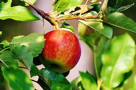 close-up photo of red apple on tree