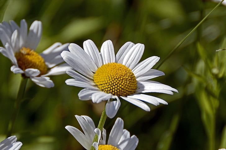 person showing white daisies
