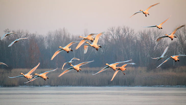 flock of white bird flying over body of water at daytime