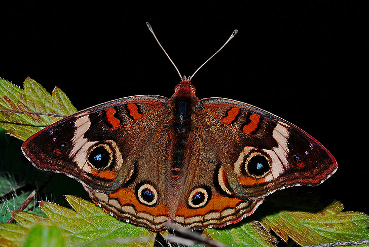 selective focus photography of common buckeye butterfly perched on green leaf