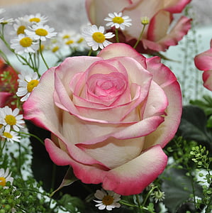 white and pink rose flower
