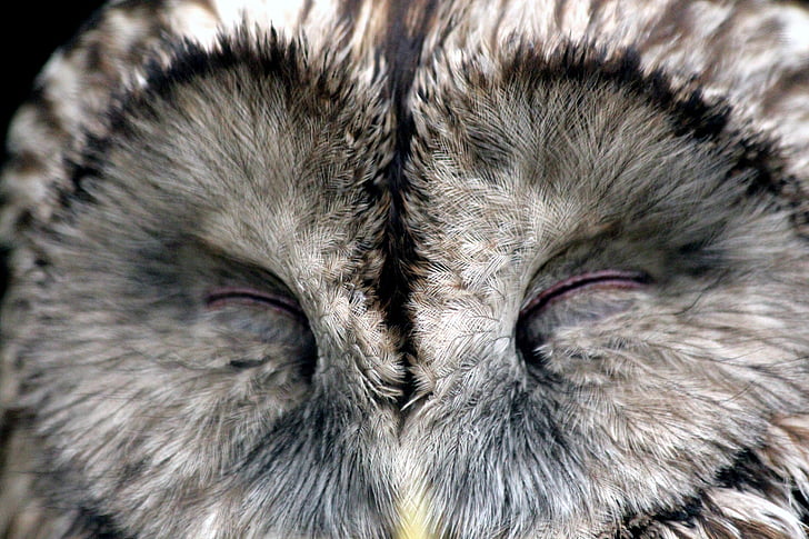 gray owl with closed eyes
