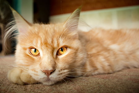 selective focus photograph of orange tabby cat