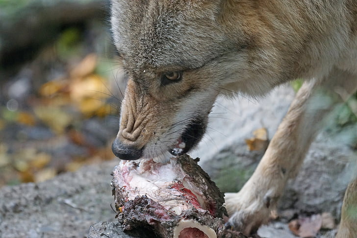 Royalty-Free photo: Wolf eating animal meat | PickPik