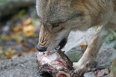 wolf eating animal meat
