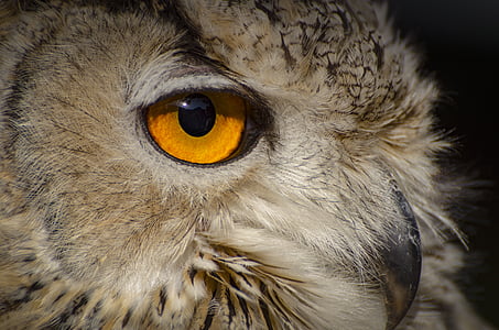 brown owl macro photo