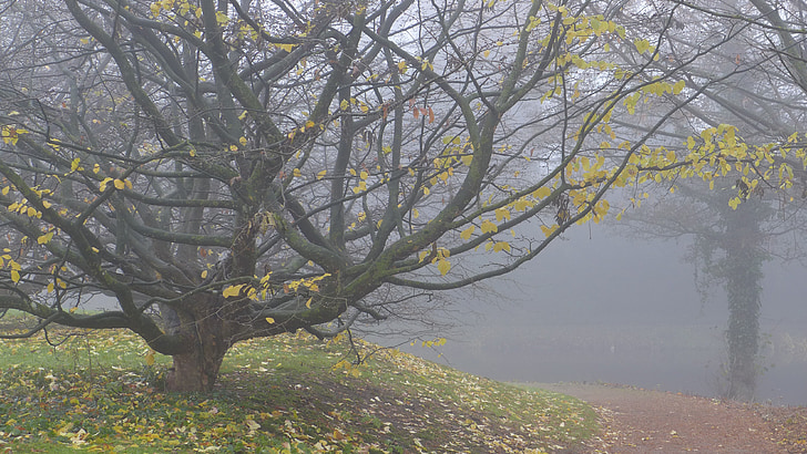 tree surrounded by fog