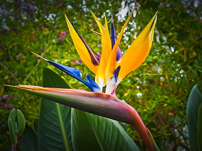 selective focus photography of birds of paradise flower