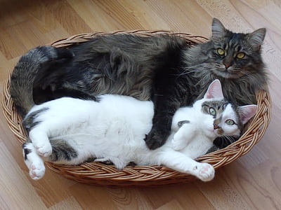 black and gray maine coon cat and short-fur white and black cat lying on brown wicker basket