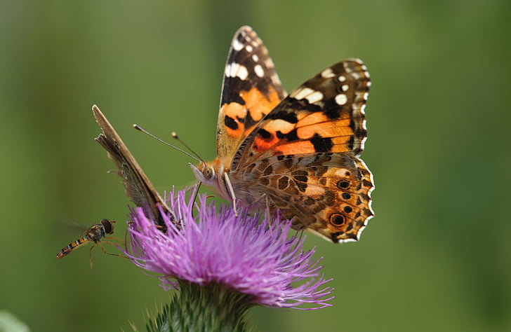 painted lady butterfly collecting nectar to purple flower