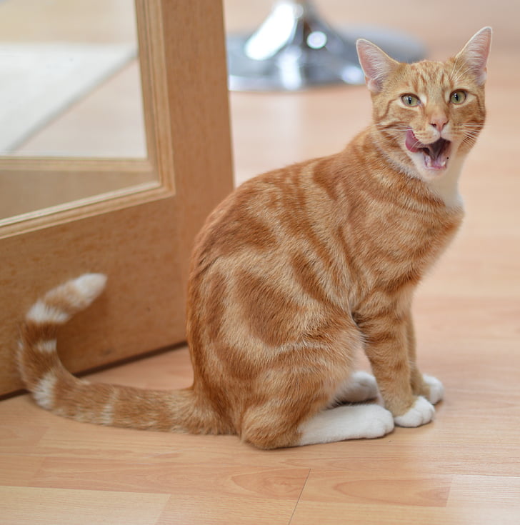 orange tabby cat near on door