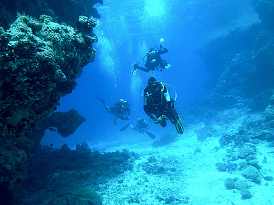 several divers near corals during daytime