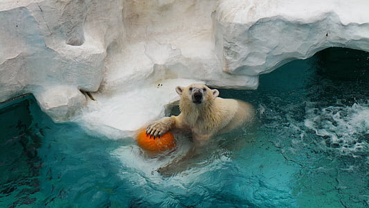 polar bear holding orange ball
