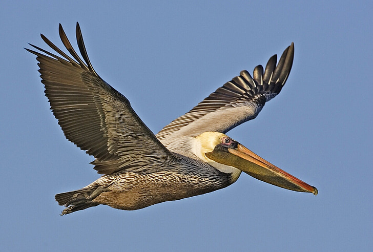 photo of gray pelican