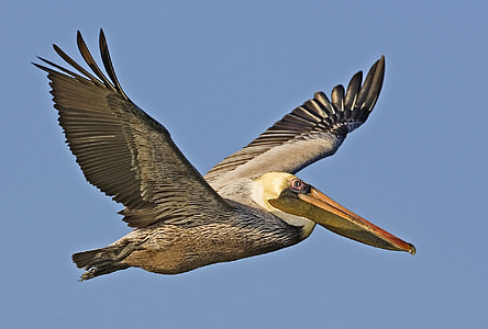 photo of gray pelican