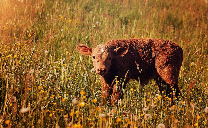 brown calf on field